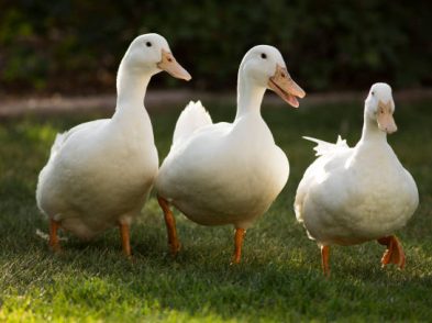 Three white pecking ducks walk forward together on a green grassy lawn.